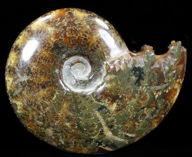 Cleoniceras Ammonite Fossil - Madagascar #40908